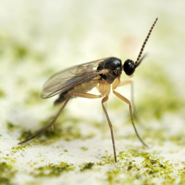 What you need to know about fungus gnats!